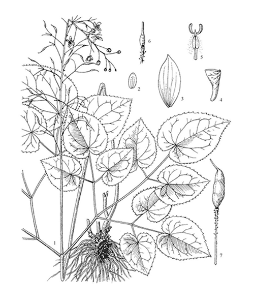 Natural compounds from  Epimedium brevicornu